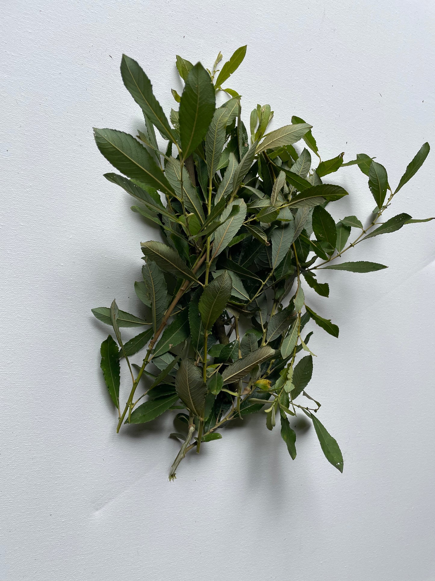 Willow Leaves and Stick Nibblers