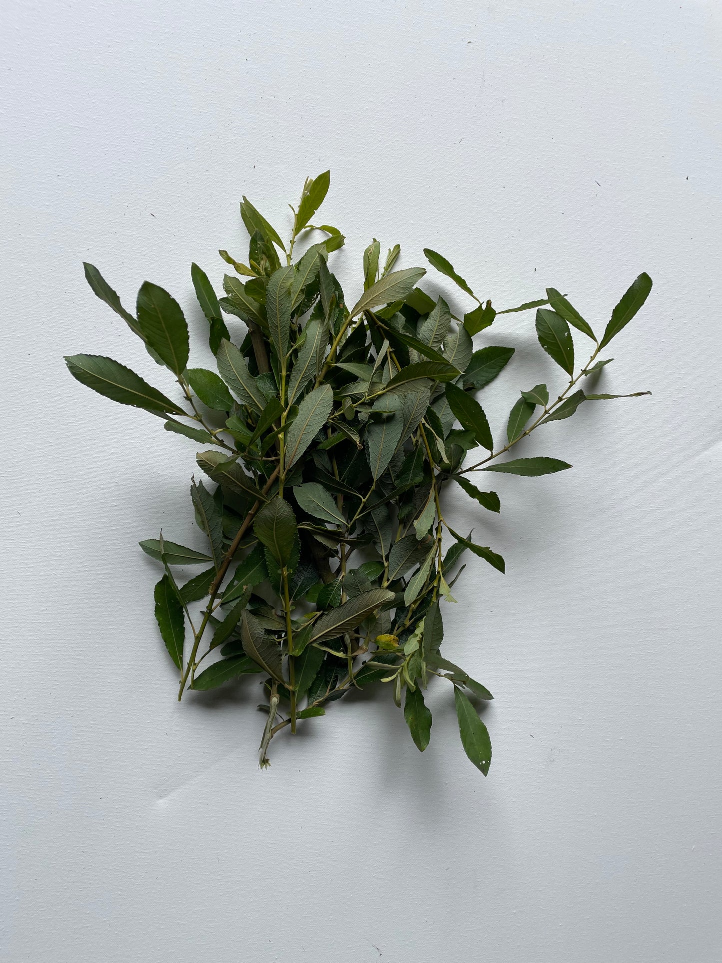 Willow Leaves and Stick Nibblers