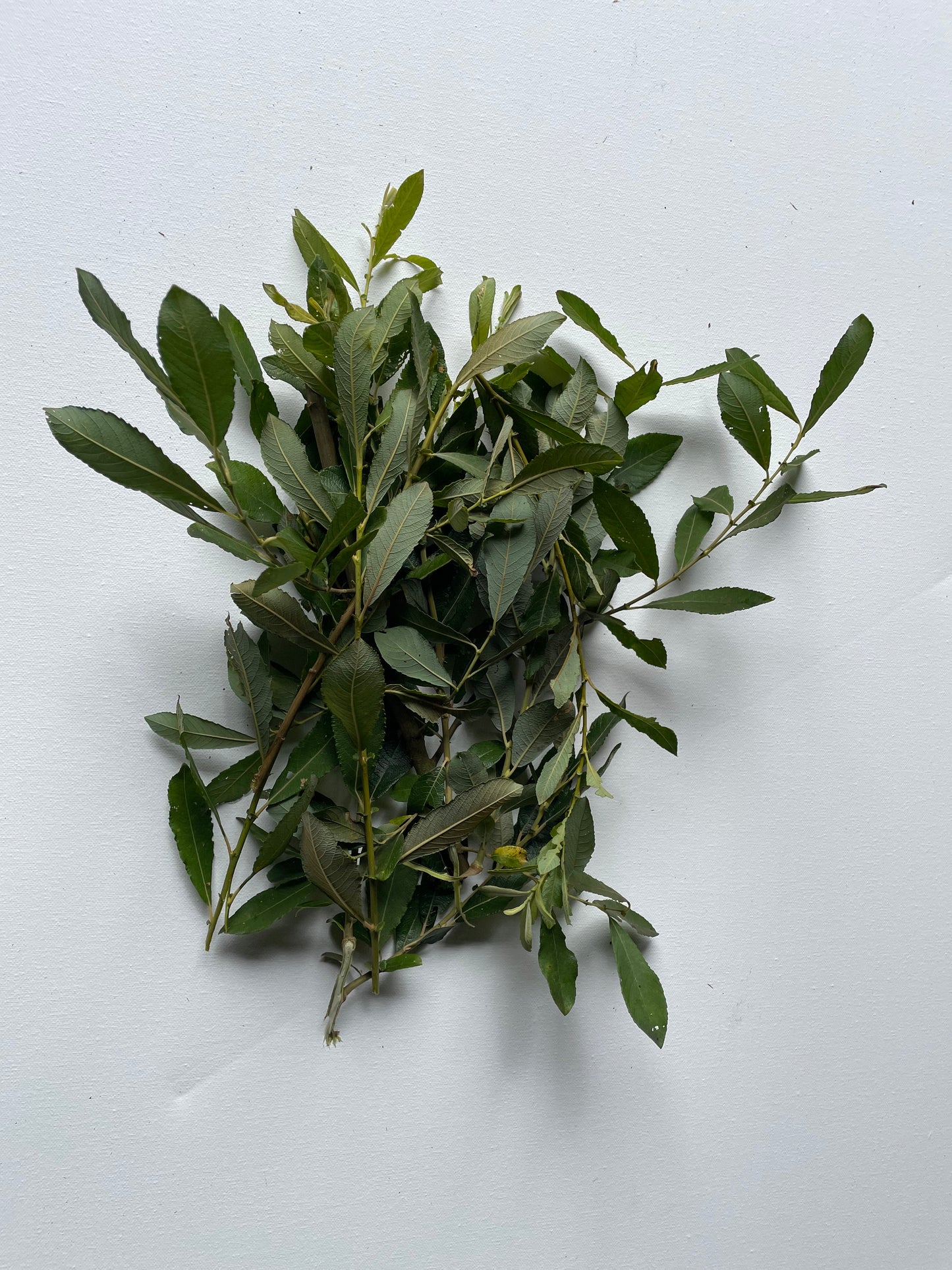 Willow Leaves and Stick Nibblers