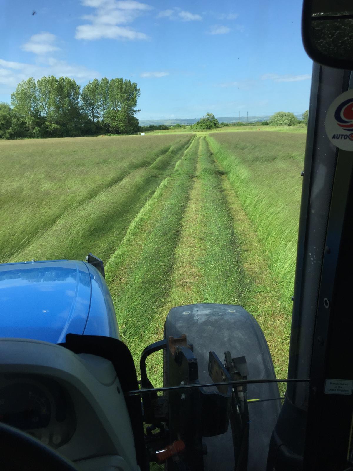 Timothy Hay Box Blend
