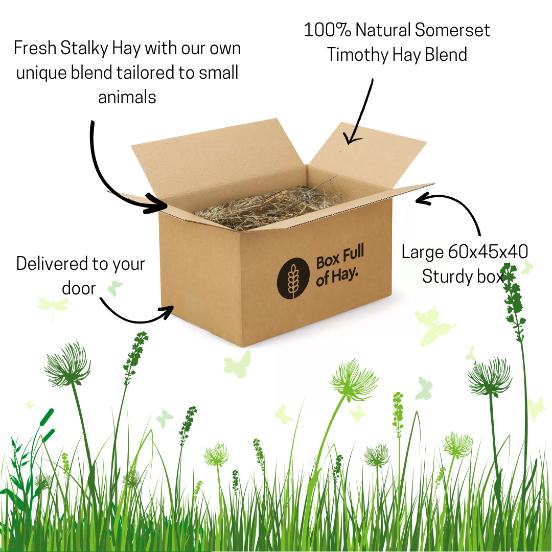 Timothy Hay Box Blend